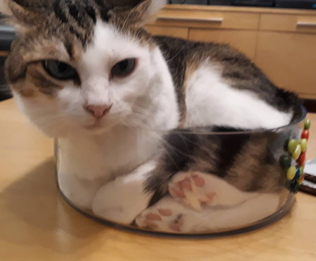 15 Pictures Prove That Cats Are Liquids
