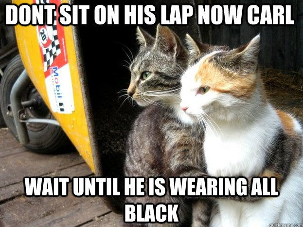 20 Hilarious Photos That Perfectly Explain Cat Logic