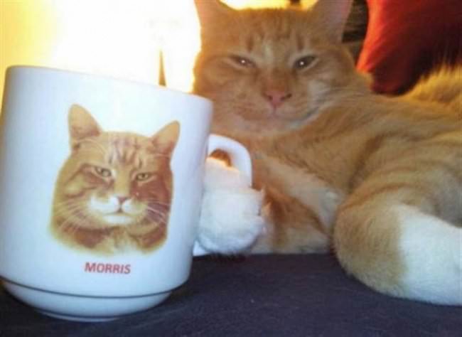 10+ Cats Caught Doing The Strangest Things