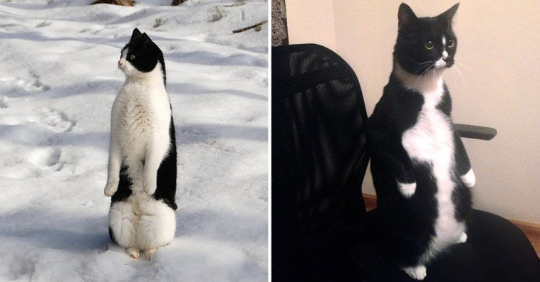 19 Funny Photos Proving That Cats Are Basically Just Feline Penguins