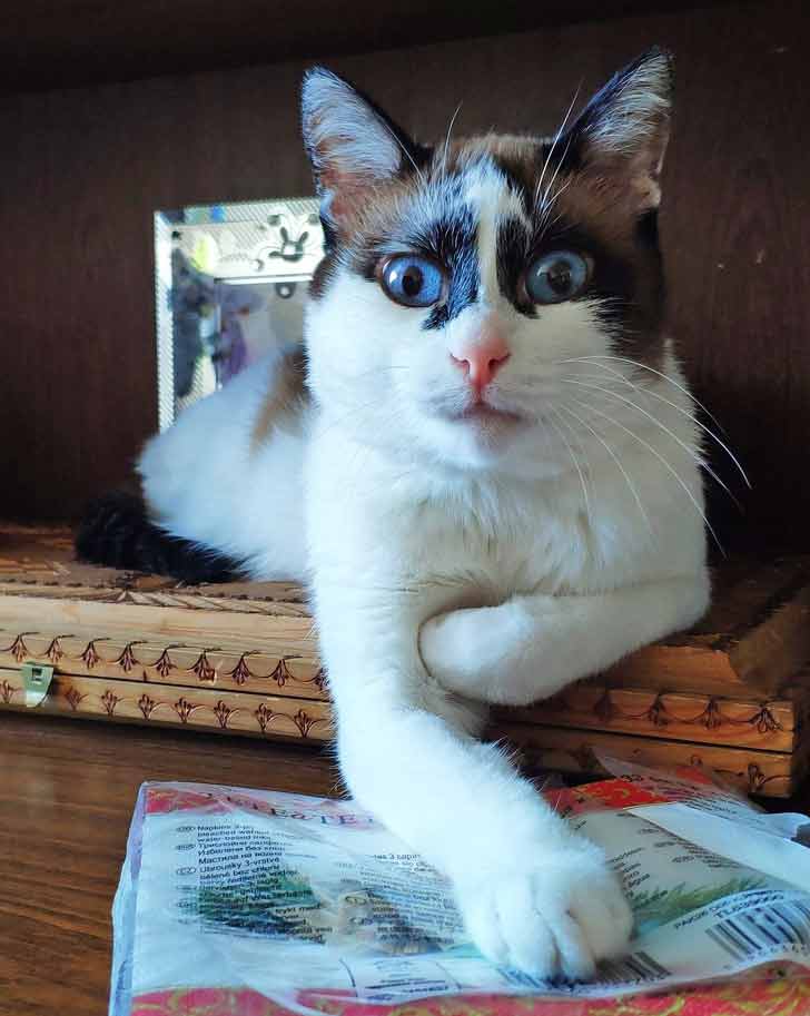 20 Cats That Have No Idea How Spoiled They Are
