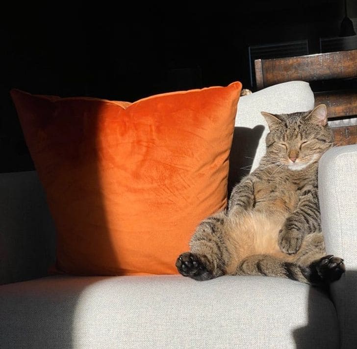 10+ Adorable Photos Of Animals That Will Warm Up Your Soul On Very First Days of Summer
