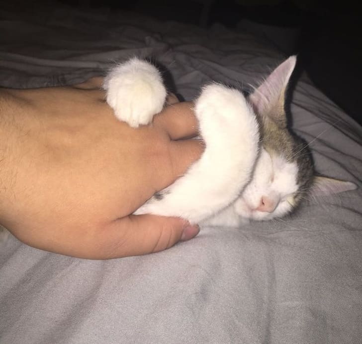 15+ Photos Proving That Animals Can Take All Of Our Problems Away