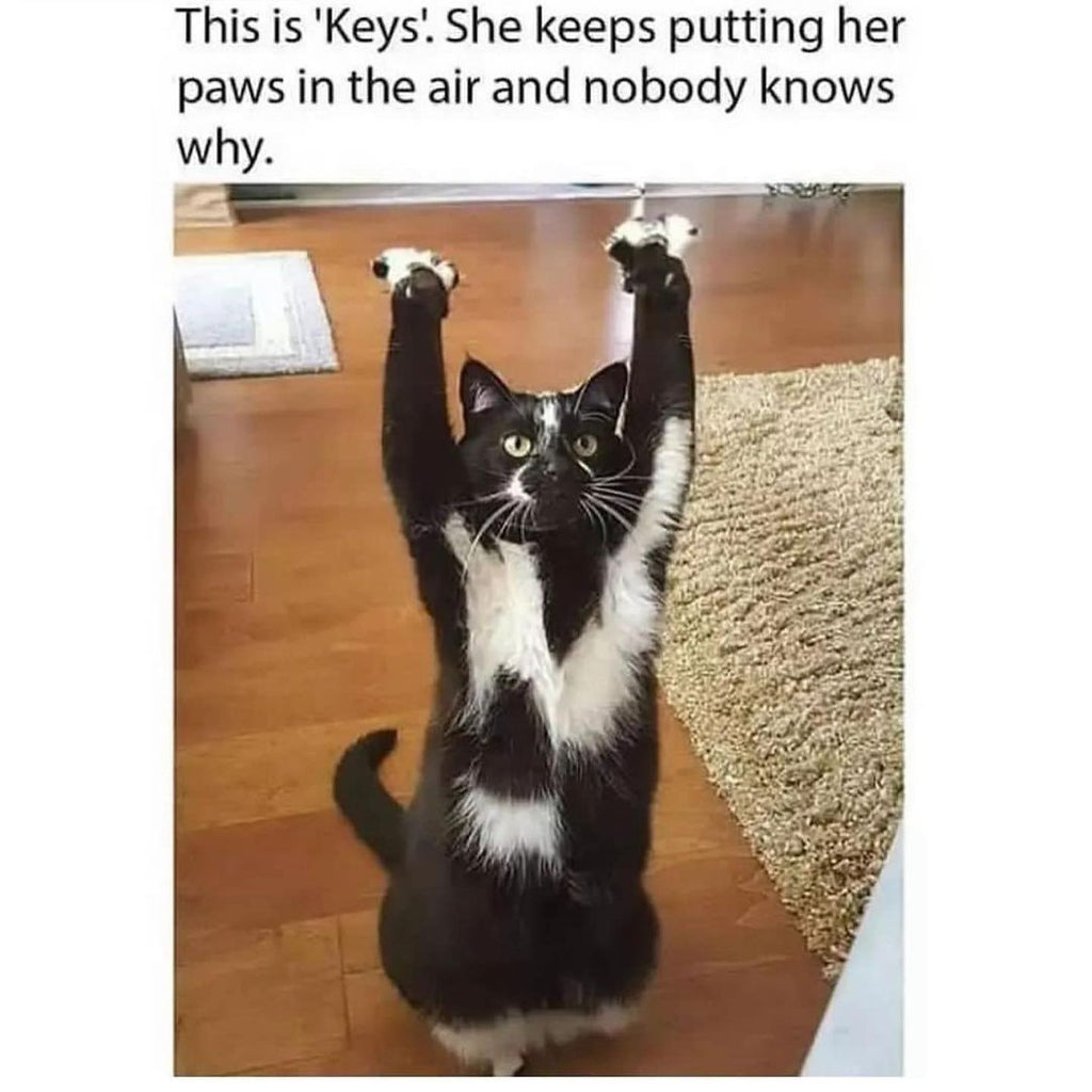 Fun and Cute Catto Videos vs Images Will Cheer You Up #42