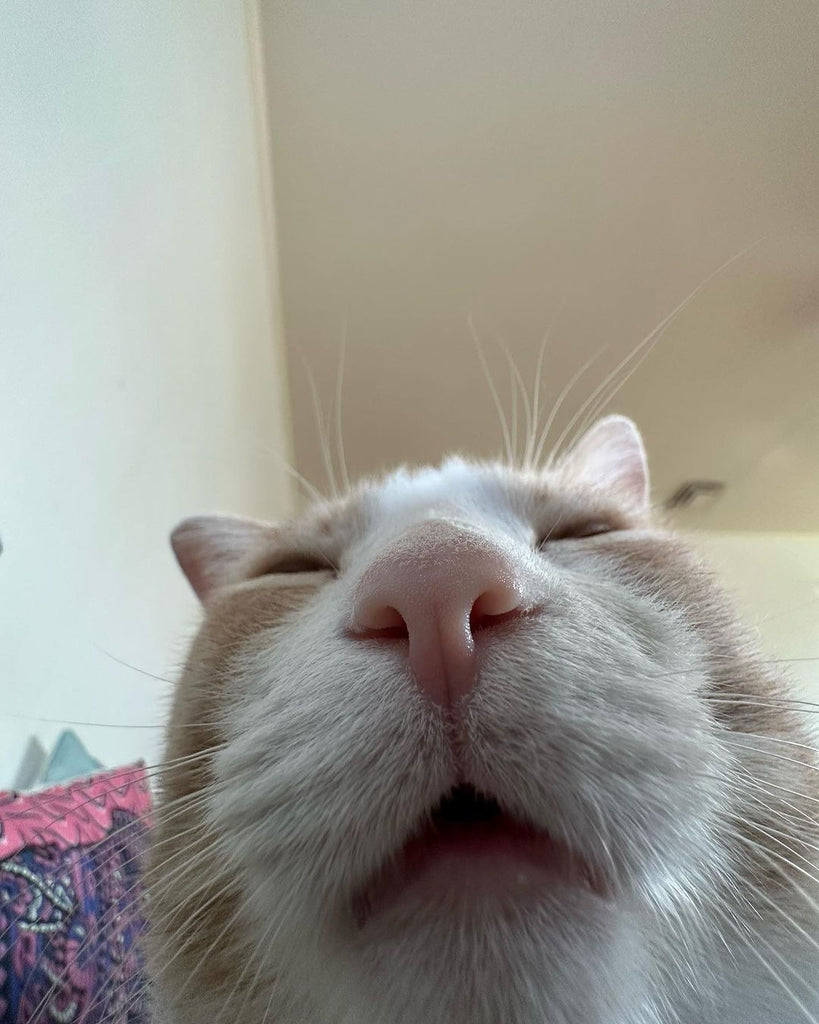 8 Hilarious Chubby Cat Food Fails That Are So Painfully Related To Us