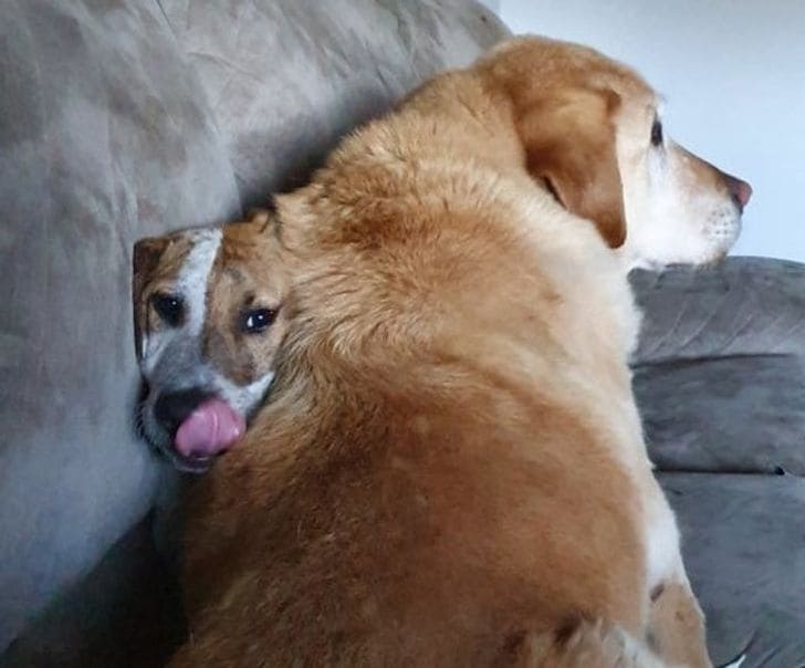 15+ Pets Who Attempt To Be The Best Parents
